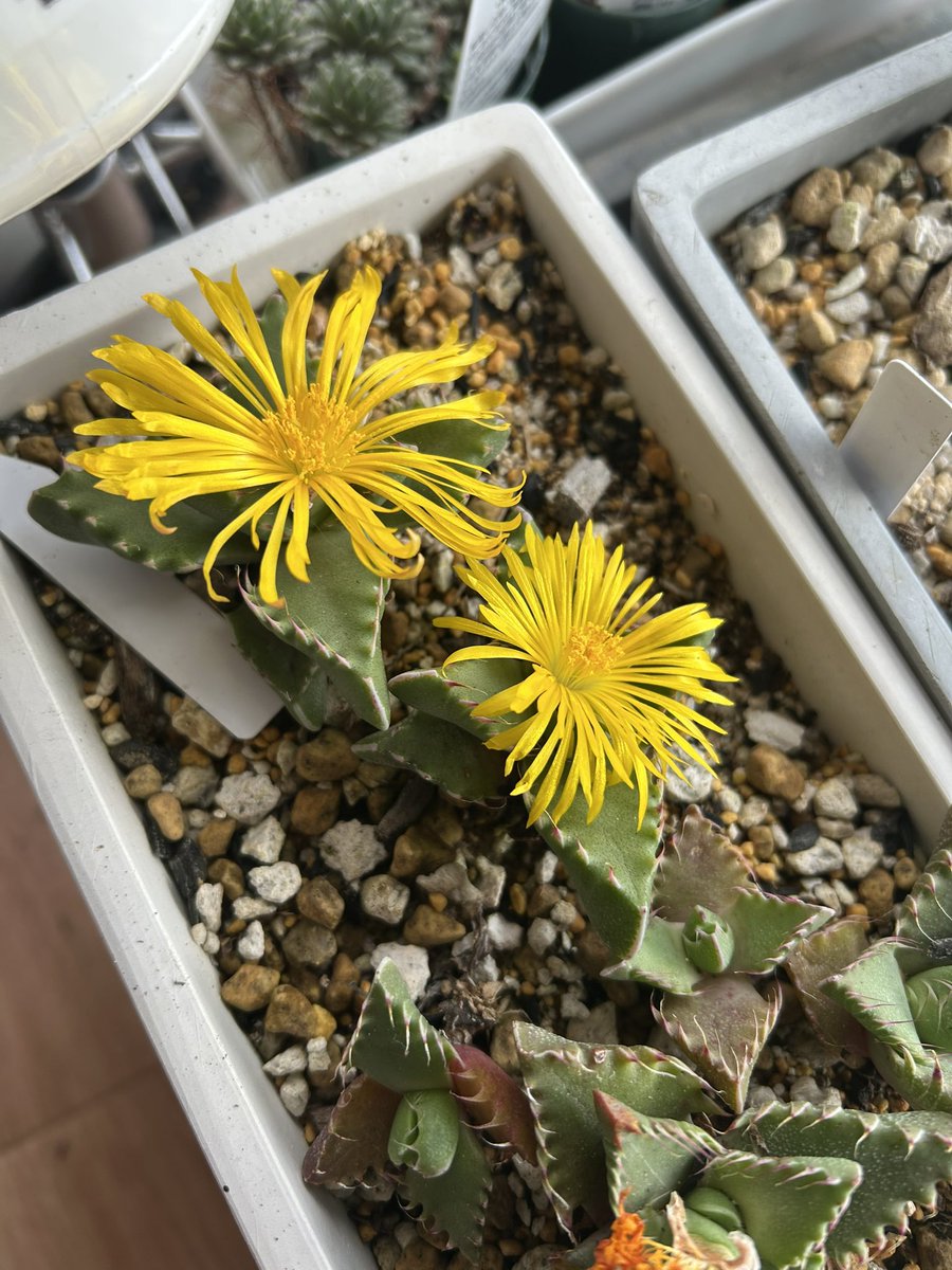 アル【仕事の日はイイネとリプ位でごめんなさい🙏】 tweet media