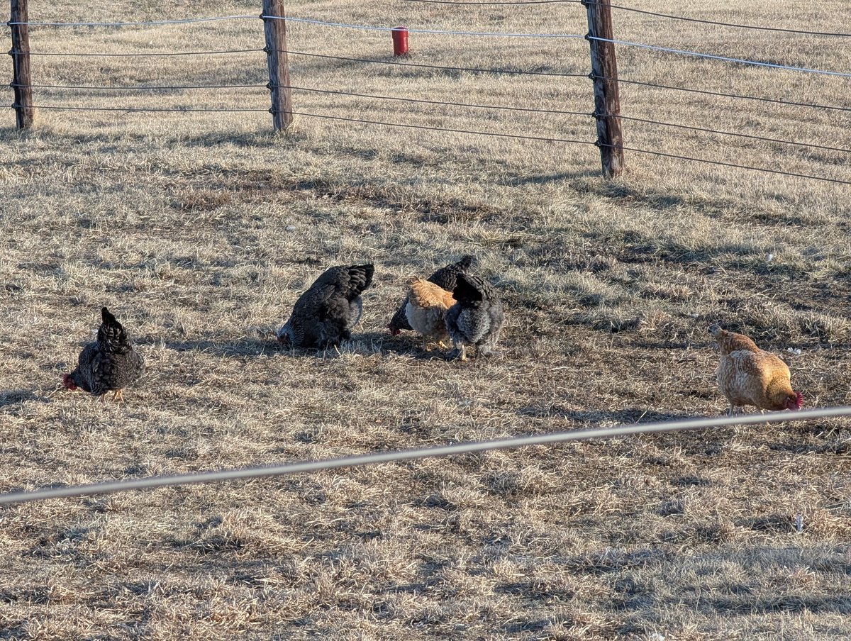 Good morning 

#GoodMorning #chickens