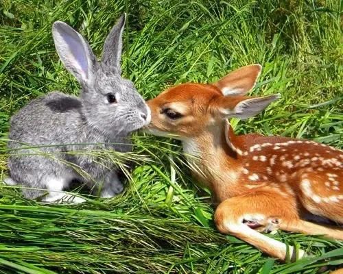jellyfkt's tweet photo. bunnytung and firfawn 😖 https://t.co/yv0wnvHJEb