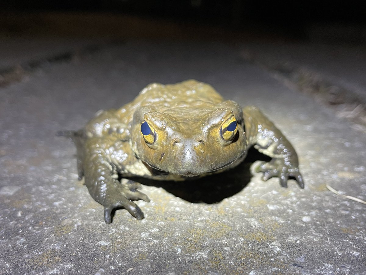 入江聖奈 tweet media