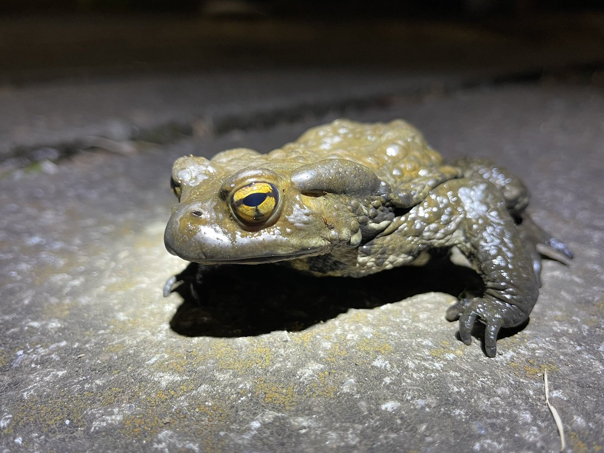 入江聖奈 tweet media