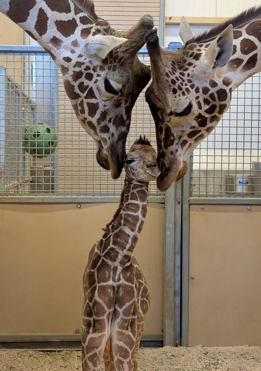 Um zoológico nos Estados Unidos, compartilhou essa linda foto de uma família de girafas!

Uma fofura em forma de fotografia!