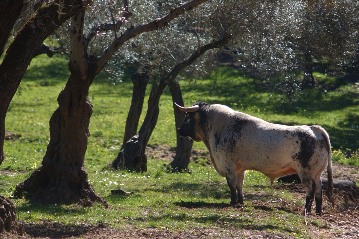 Que no se pierda el toro bravo , espejo de nuestra tierra. Donde pasta un toro bravo, late historia de España.