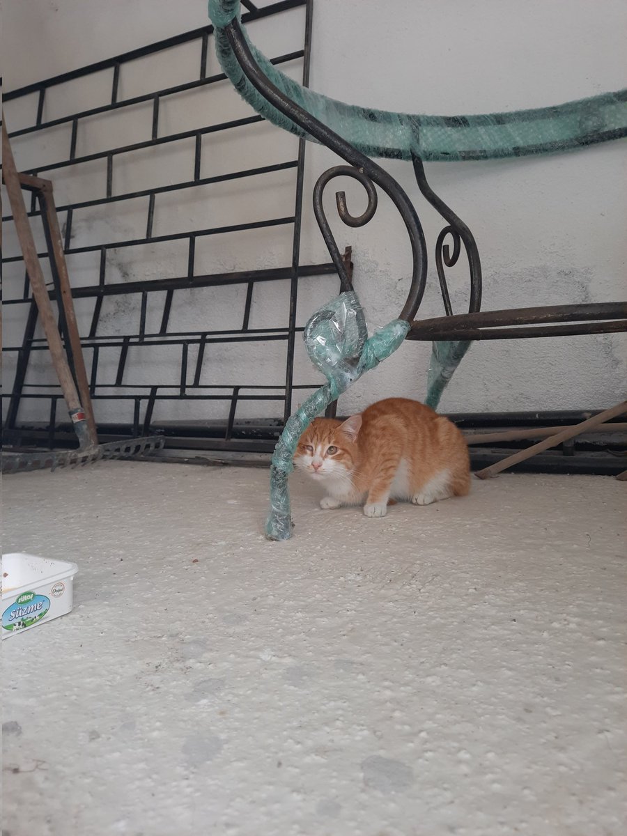 Şinasi'nin titremeleri geçmiş ama hala yürürken arka tarafı sendeliyor, ev sahipleri geldiği için ben de artık her gün göremiyorum 🥺
Yuva arayışımız devam ediyor🚨🚨🚨
8-9 aylık kısır erkek, iç-dış paraziti, kuduzu var, çipli, tuvalet alışkanlığı var.