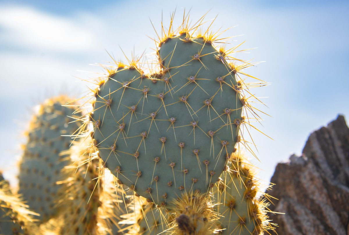 Roses are red.
Violets are blue.
This heart is sharp.
And honestly? Same.

Photo of a prickly pear cactus by Alberto Martinez (sharetheexperience)