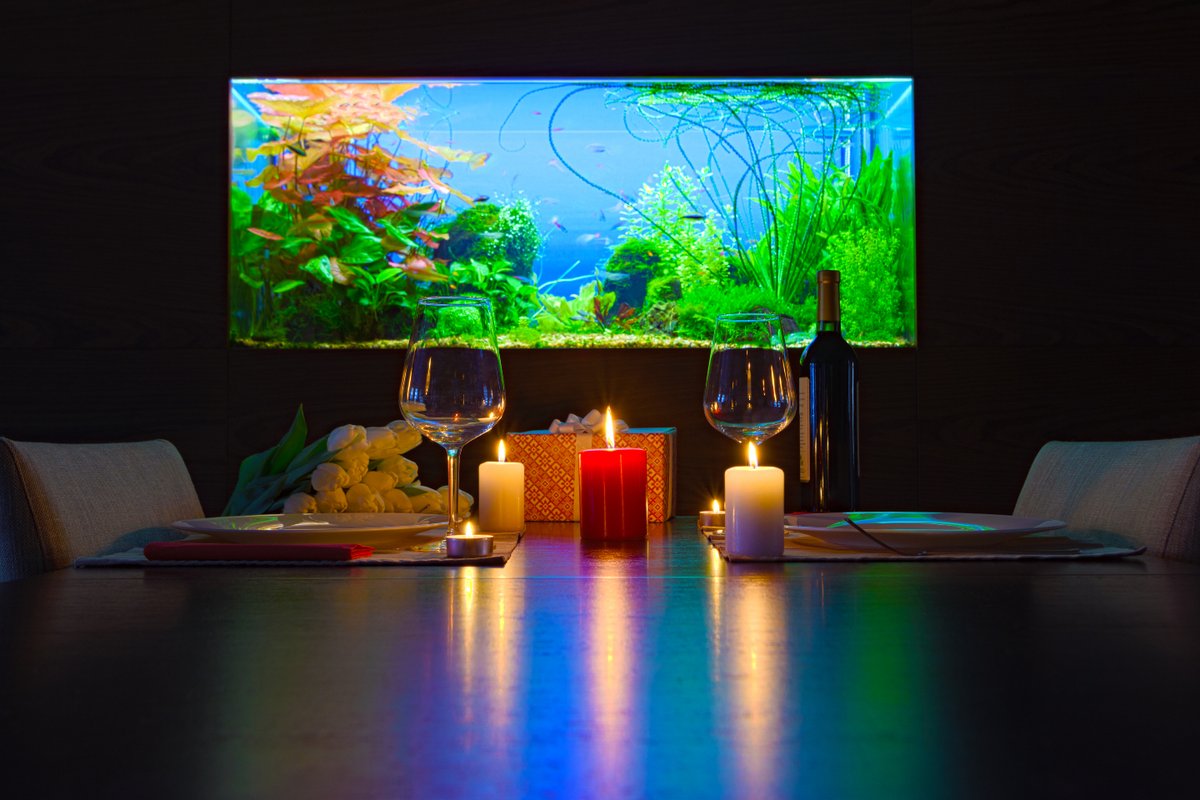 We all got into fishkeeping for different reasons. For some, it gives us a sense of tranquility, peace and calm. For others it is about being able to enjoy nature within their home. 🌱
What made you fall in love with fishkeeping? ❤️🐠