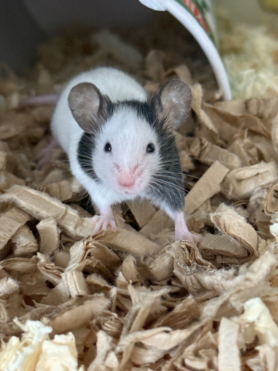 初めての🐭パンダマウス新しくお迎え✨️
ずっと気になってて、でも出会う事ができなくて…やっと出会えました🖤
本当は多頭飼いしたかったのですが1匹しかいなくて、でも運命だと思うので即お迎えしちゃいました🤍
パンダマウス♂の｢チコくん｣です🐁⸒⸒