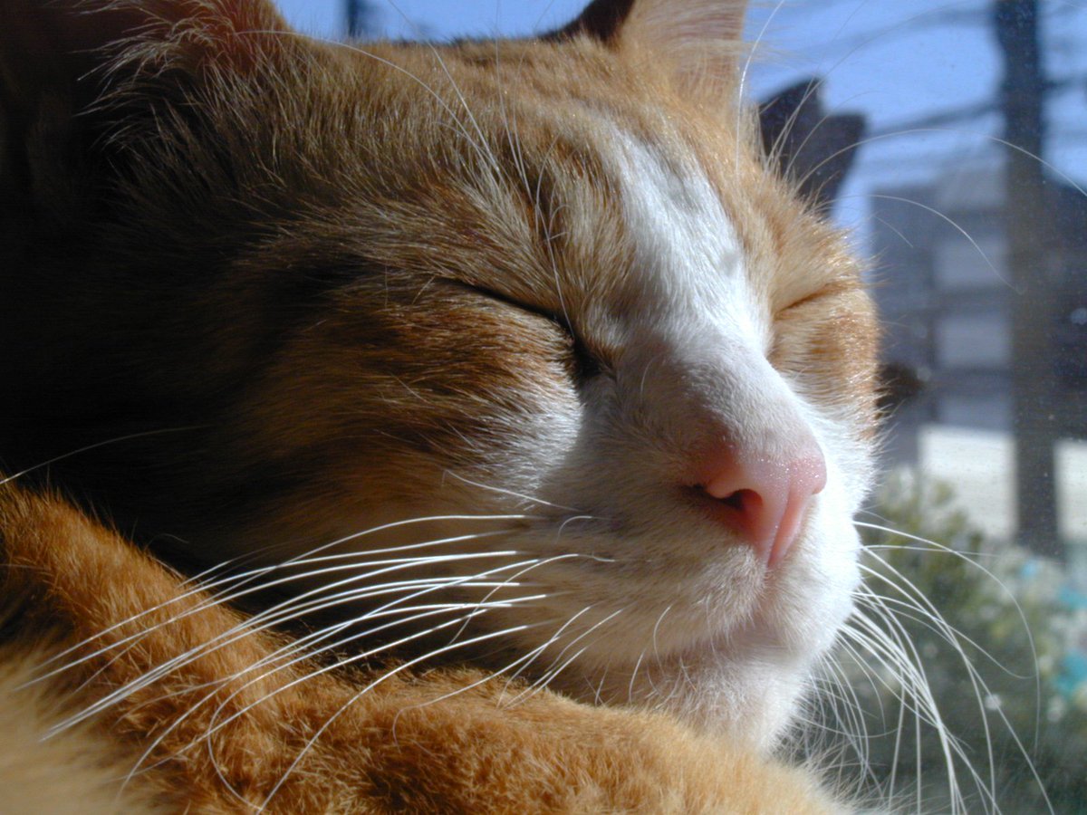 Lumix_Catcamera's tweet photo. 2026.2.14 OLYMPUSのオールドコンデジ CAMEDIA C-2000📷にて撮影
ブレさえ気をつければ、室内でも良い感じですね🌟
#猫好きさんと繫がりたい #猫の日 #オールドコンデジ #バレンタインデー #cat #CatsLover https://t.co/jU3xEnwuh8