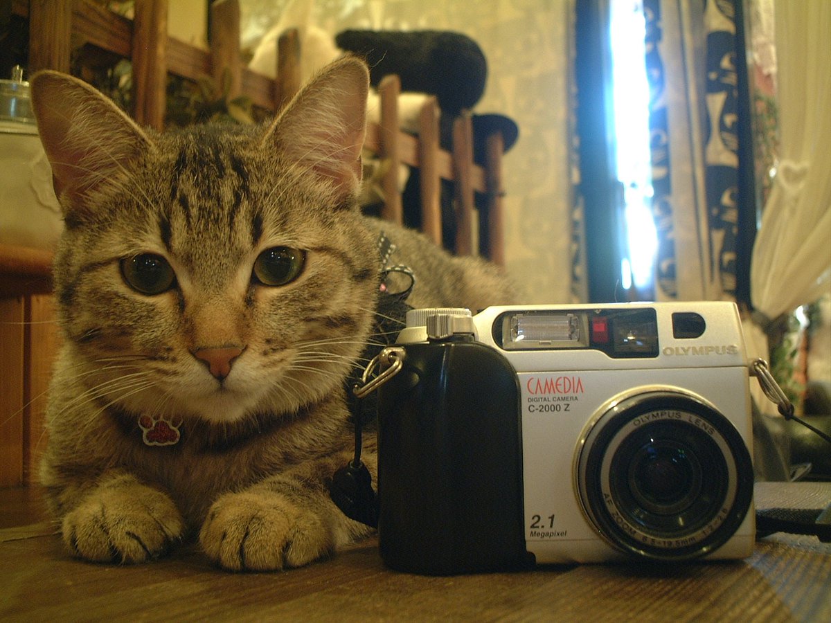 Lumix_Catcamera's tweet photo. 2026.2.14 OLYMPUSのオールドコンデジ CAMEDIA C-2000📷にて撮影
ブレさえ気をつければ、室内でも良い感じですね🌟
#猫好きさんと繫がりたい #猫の日 #オールドコンデジ #バレンタインデー #cat #CatsLover https://t.co/jU3xEnwuh8