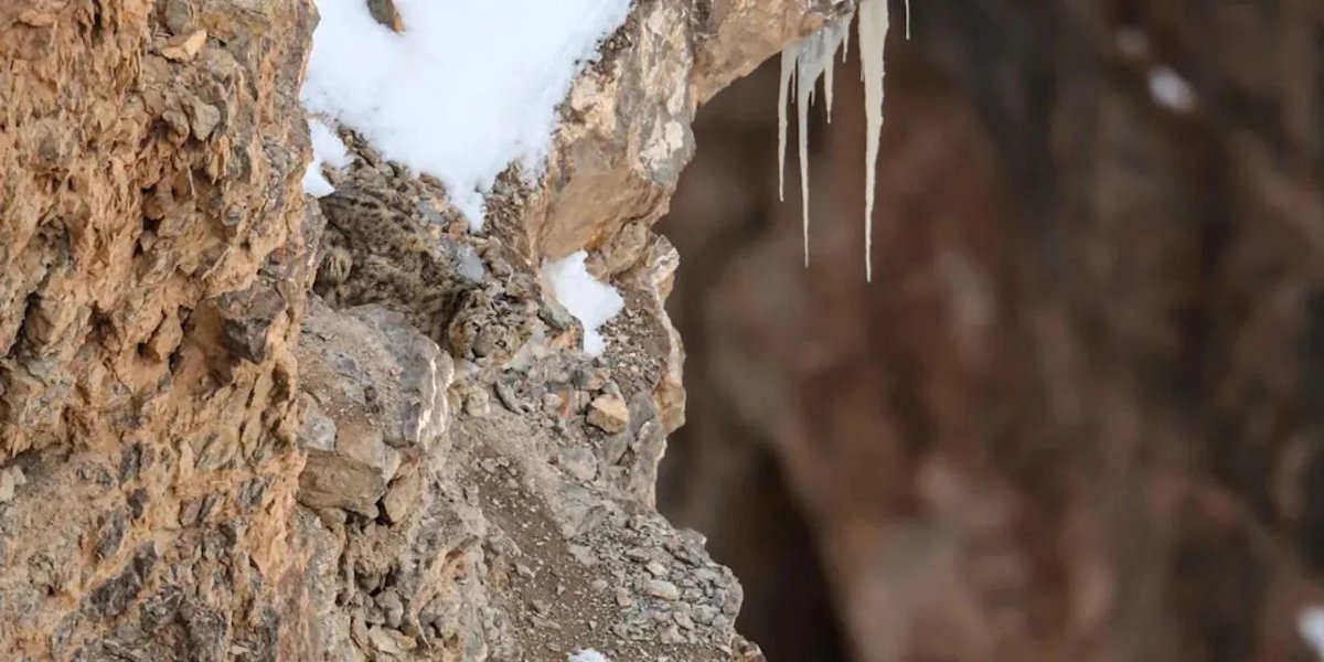 Saklanan kedi nerede?