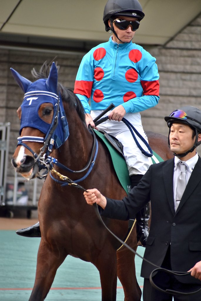 7Q339Tgja5b0jv3's tweet photo. 今日の姉さん!モートンアイランド!
#RachelKing
#レイチェル・キング
#モートンアイランド
#モーリス産駒
#デイリー杯クイーンカップ
#東京競馬場 https://t.co/brY5DwbkFz