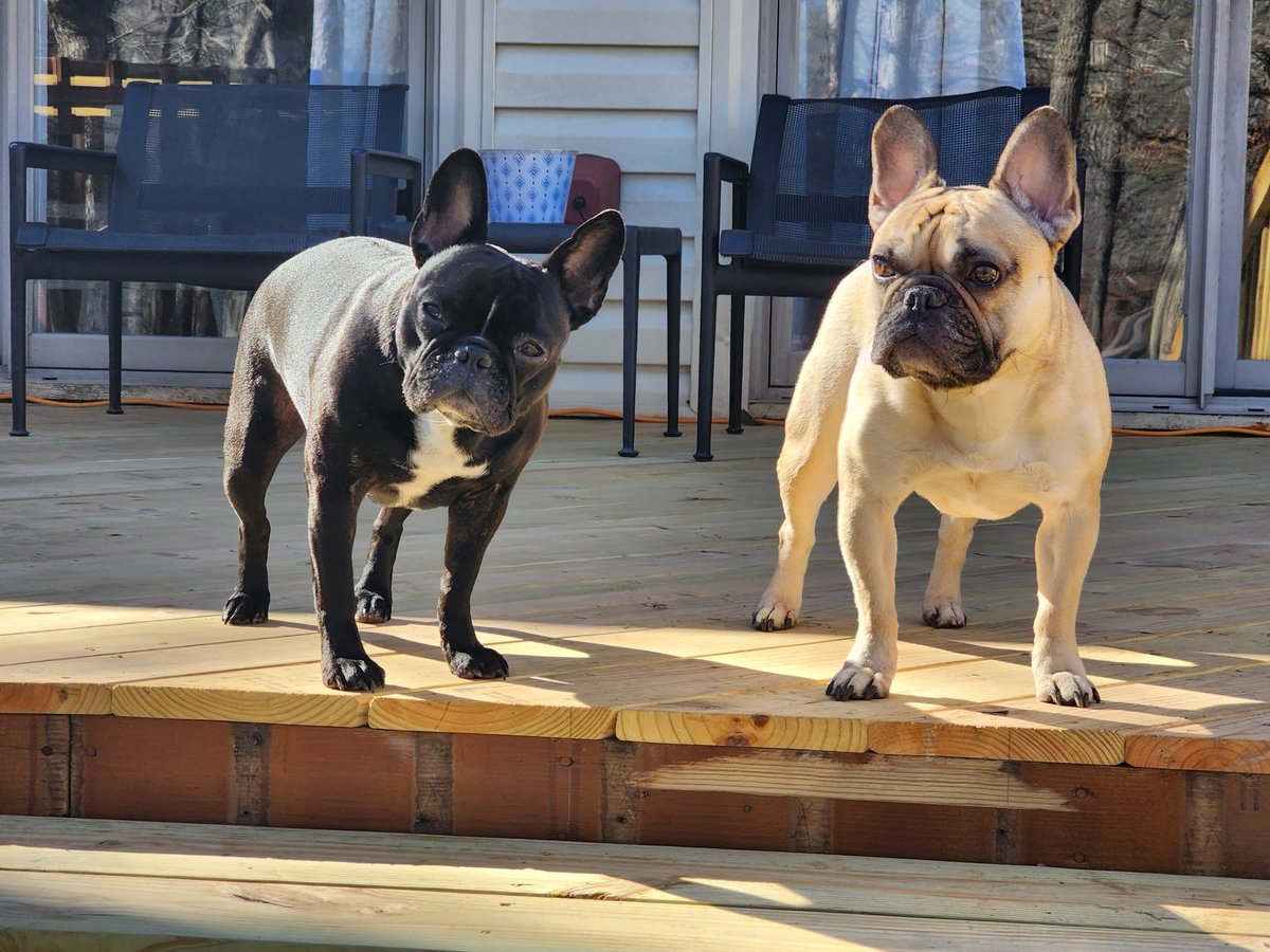 #BestFriends #Dogs #FrenchBullDog #Frenchie #ValentinesDay #Love
