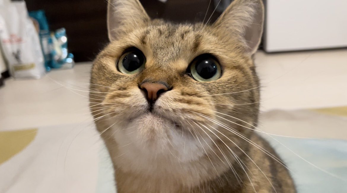 猫は機嫌がいいとヒゲ饅頭がパンパンになるらしい…