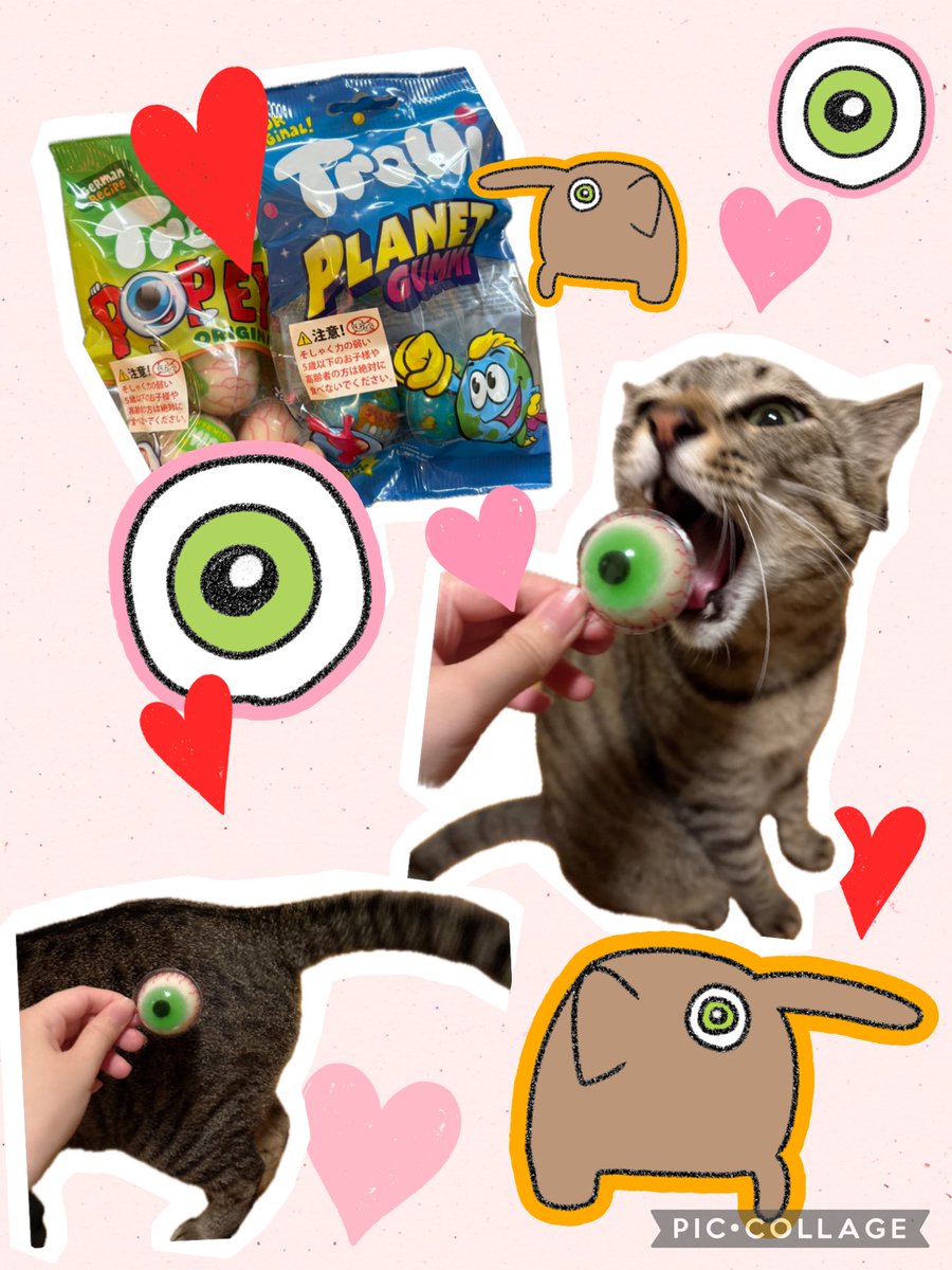 キジトラのバビ (@babitan0508) / Posts / X