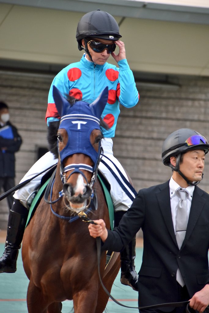 7Q339Tgja5b0jv3's tweet photo. 今日の姉さん!モートンアイランド2!
#RachelKing
#レイチェル・キング
#モートンアイランド
#モーリス産駒
#デイリー杯クイーンカップ
#東京競馬場 https://t.co/9VOySVo0vU