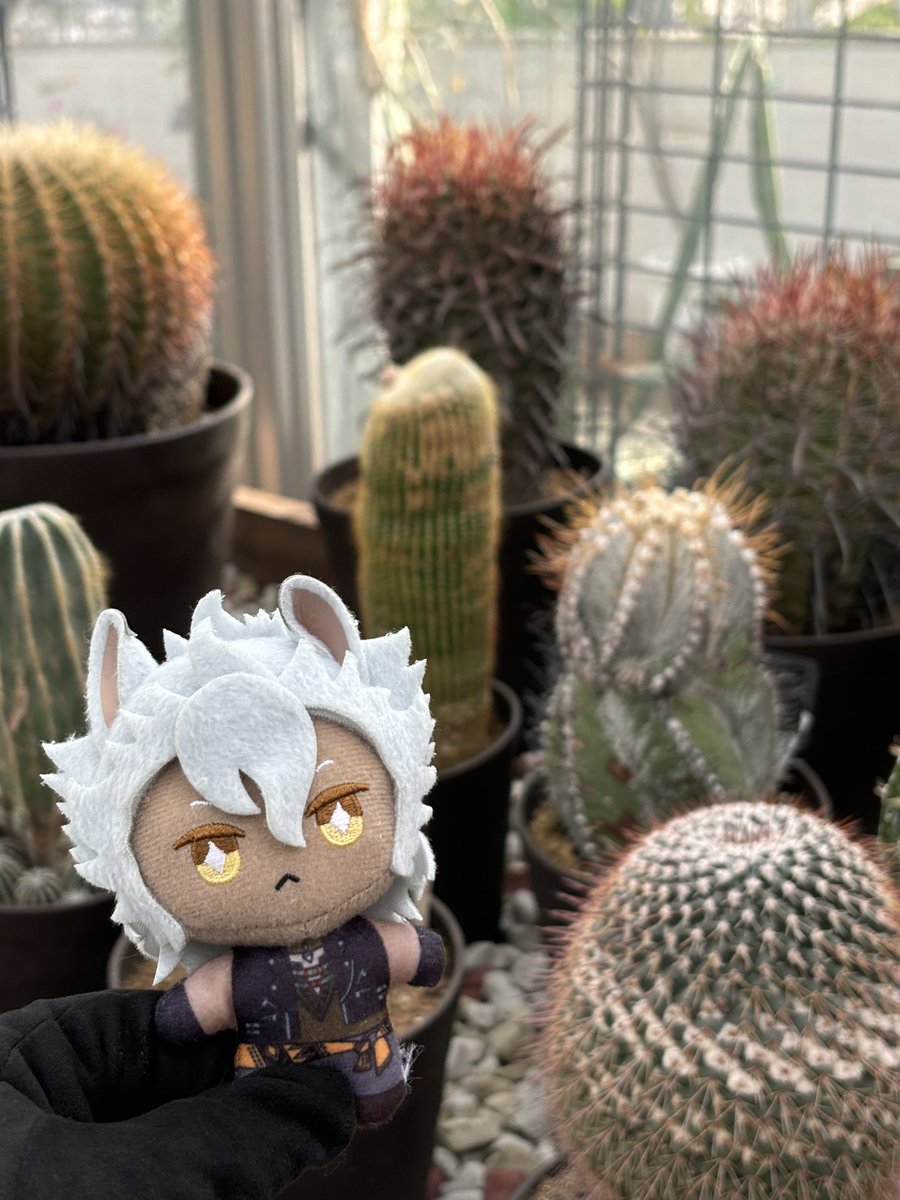 ※twst cosplay 🐺

植物園で撮るのほんと楽しくてずっとカメラ持ってた😂こっちもお気に写真💪🌵