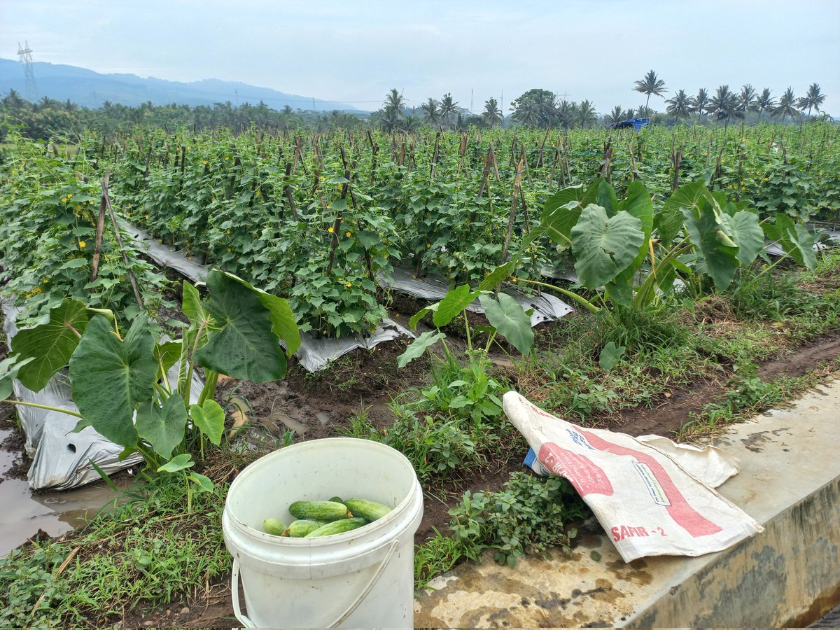 reinerrbraunn's tweet image. salam dari salatiga maszeh. sing penting nandur. #timun