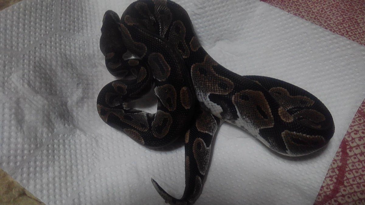 PINK REPTILES (@nao7o5p) / Posts / X