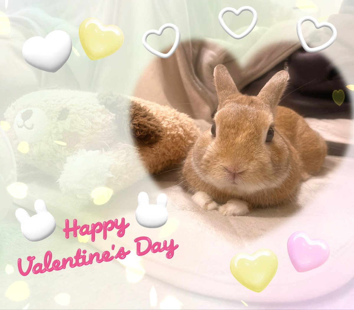 🐰🐾まったり〜 🧡

  💝🤍💛🤍💗🤍💛🤍

#バレンタインデー 
#うさぎ
#うさぎのいる暮らし