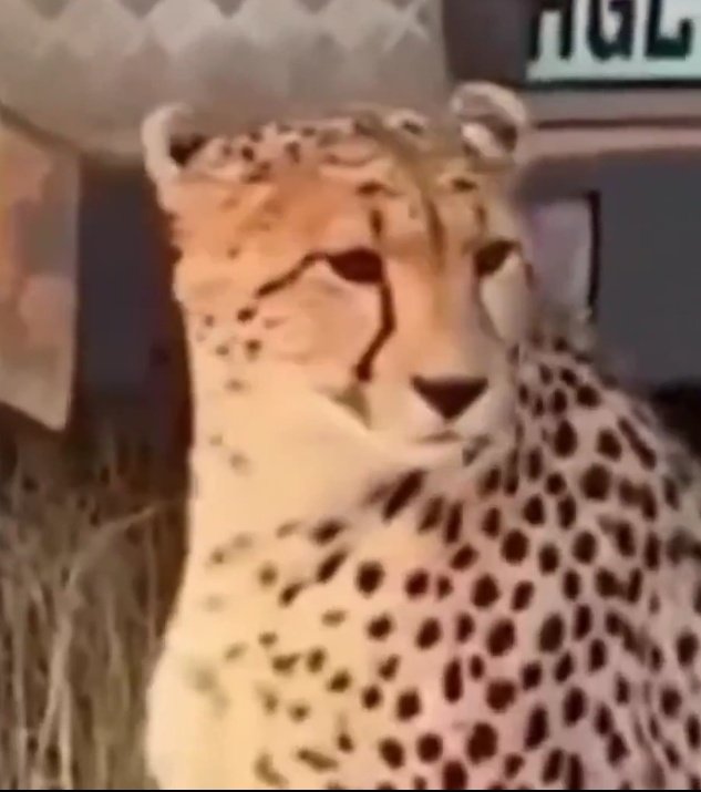 <a href="/Lucy89_/">~~Lucy~~</a> - meu deus um guepardo
- onde???