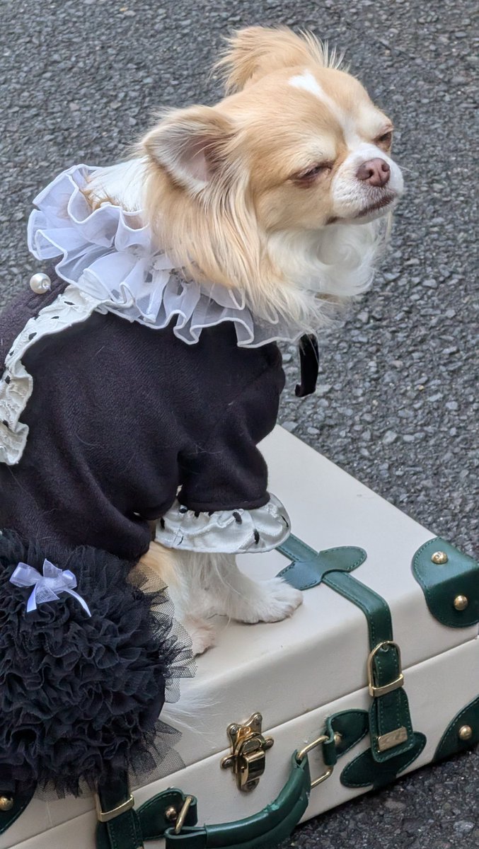 Miiさん💖 おはようございます≽^•˕• ྀི≼🎀ฅ🐾💗 HAPPYな1日になり