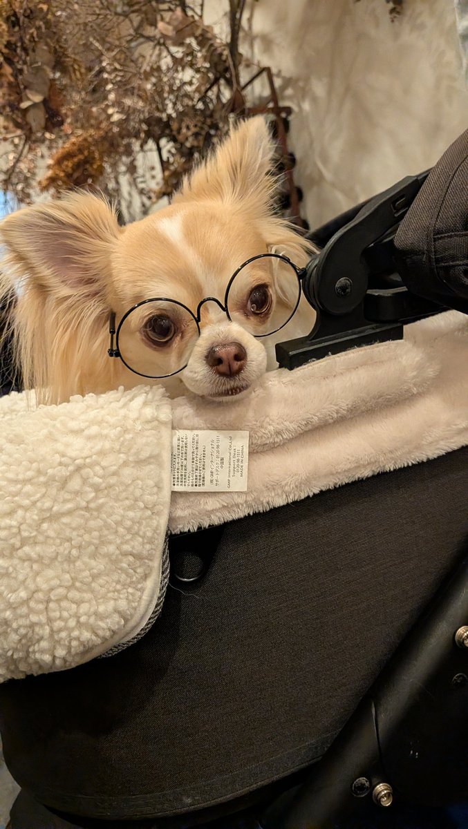 Miiさん💖 おはようございます≽^•˕• ྀི≼🎀ฅ🐾💗 HAPPYな1日になり