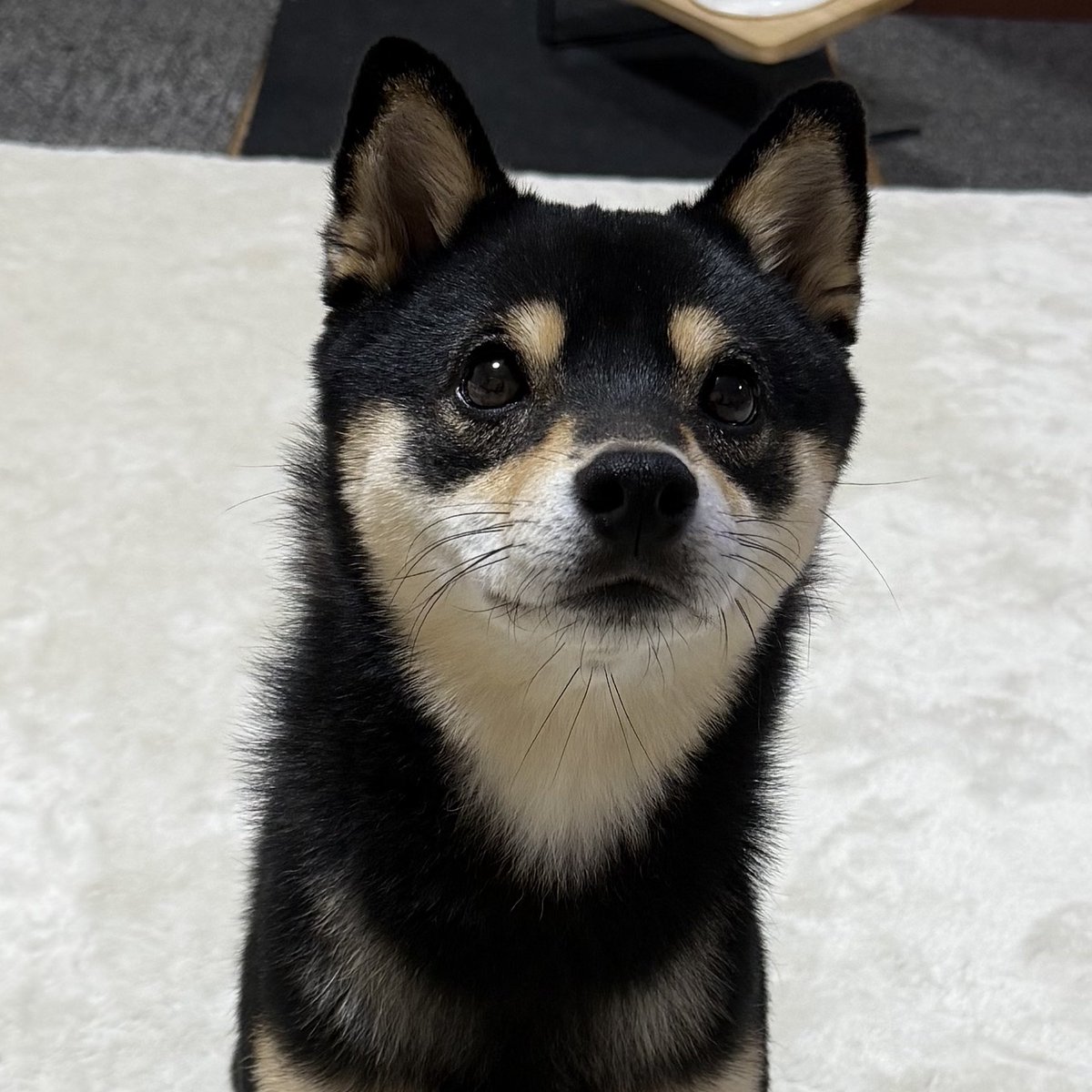 黒豆柴のサスケ (@kuromamesasuke) / Posts / X