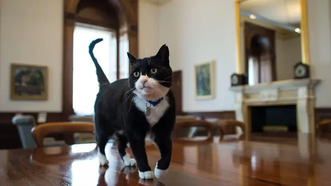 <a href="/Number10cat/">Larry the Cat</a> This is a great loss for the British people😢💔
Rest in peace, Palmerston... My sincere condolences to his family.