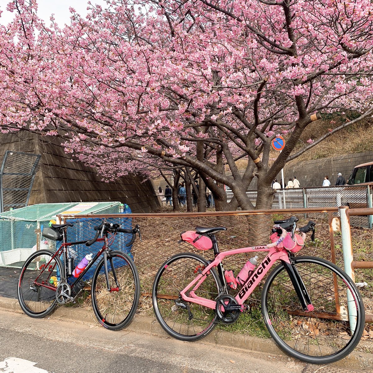 サメハル🚲自転車用 (@kinusamep) / Posts / X