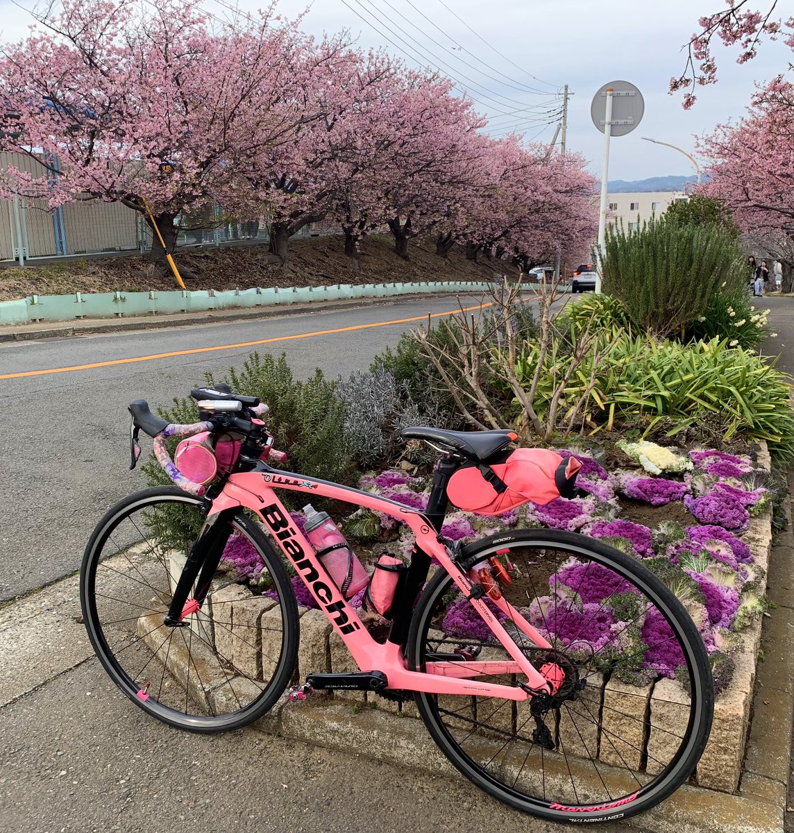 サメハル🚲自転車用 (@kinusamep) / Posts / X