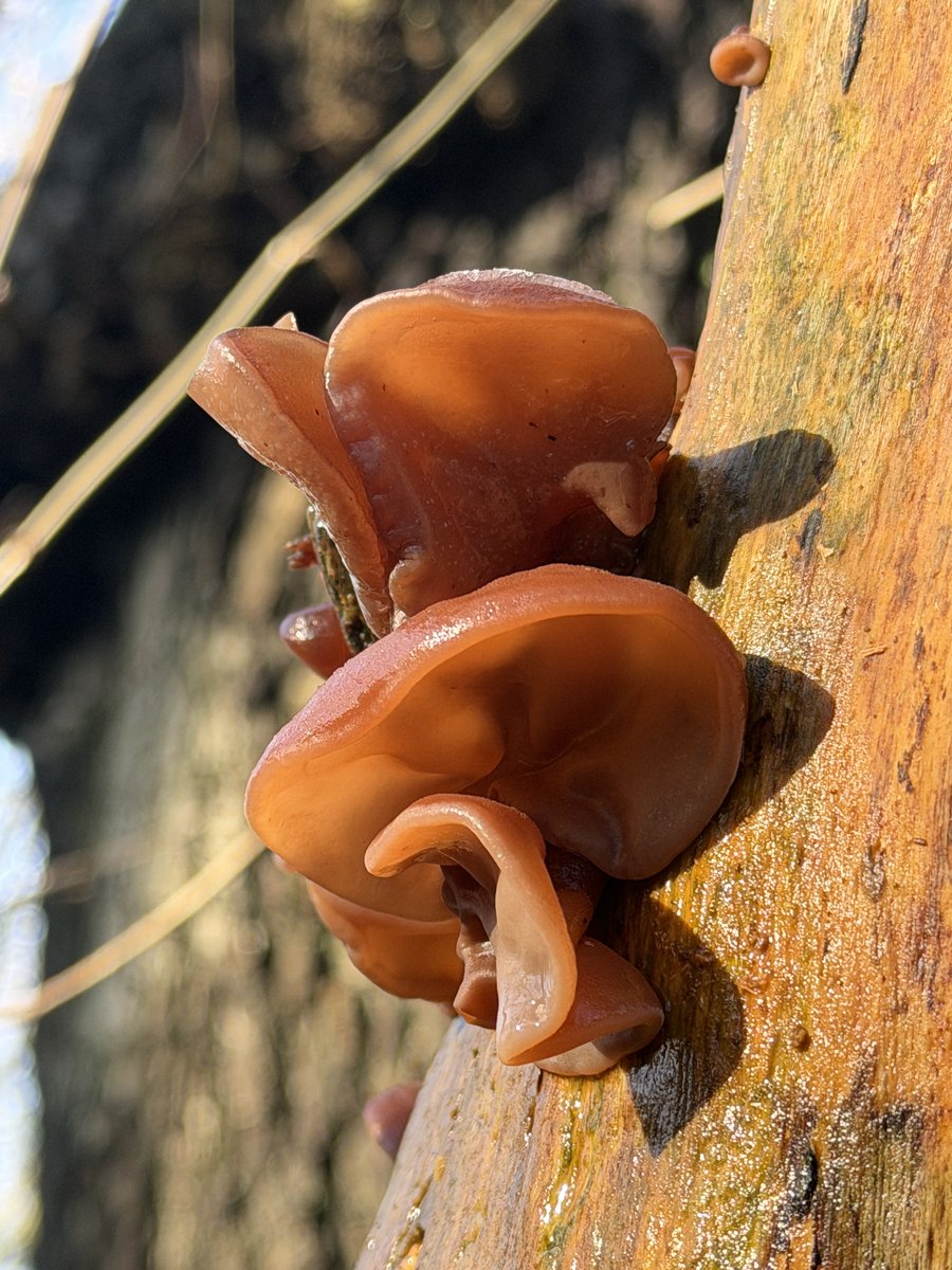 Gillian Higham tweet media