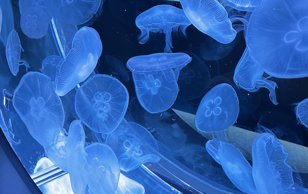 c➸企画31〆 tweet media