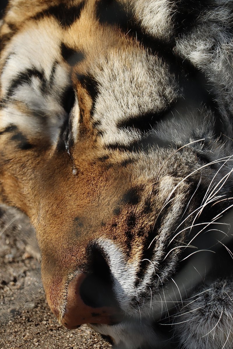 ………💤💎

2026.2
#安佐動物公園　#アムールトラ　#テン