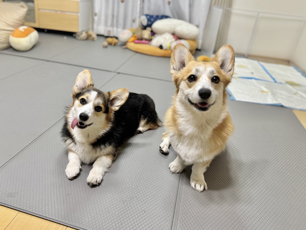 まろ眉のコパン (@kopant17) / Posts / X