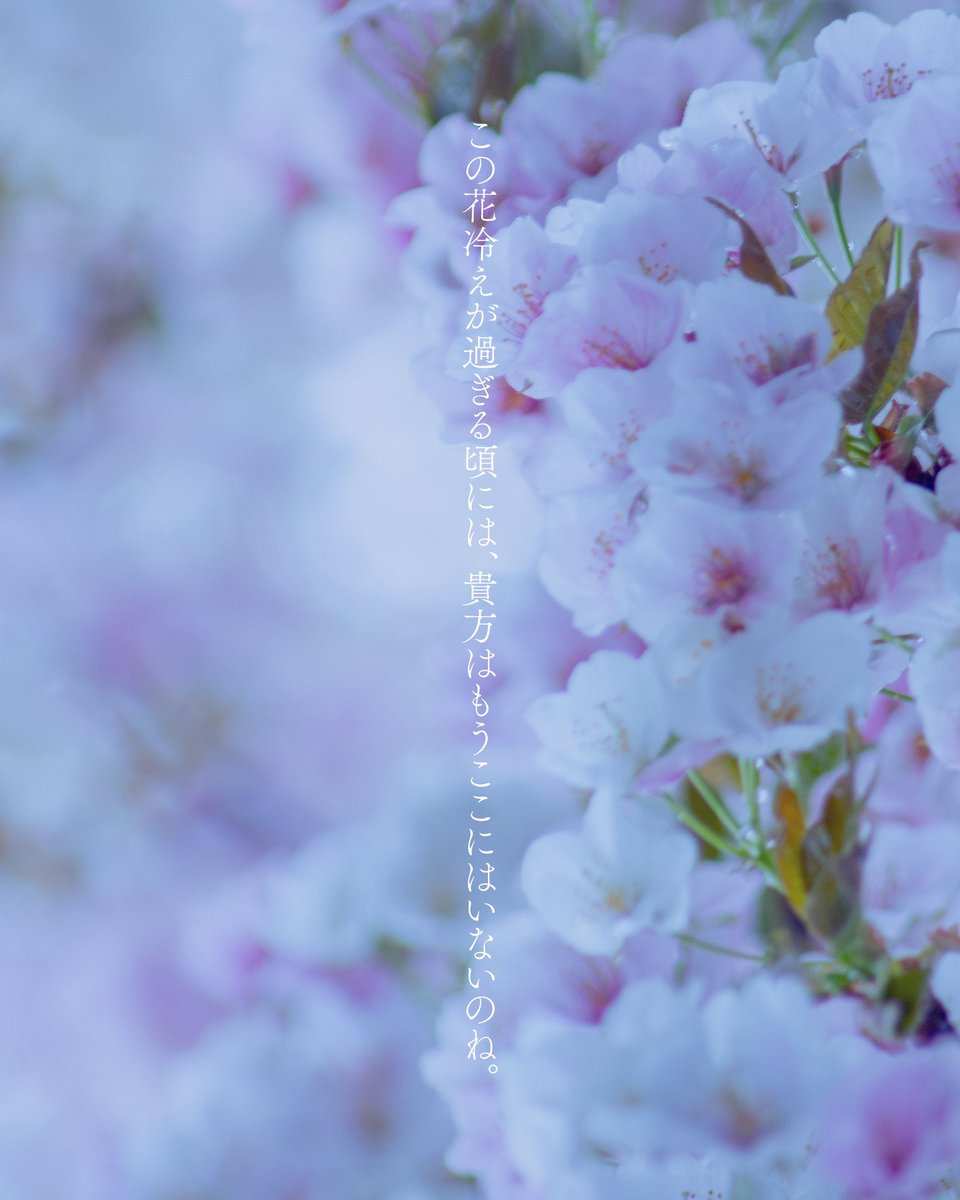 【花冷え】はなびえ
暖かな日が続いた後、戻ってくる寒さのこと。