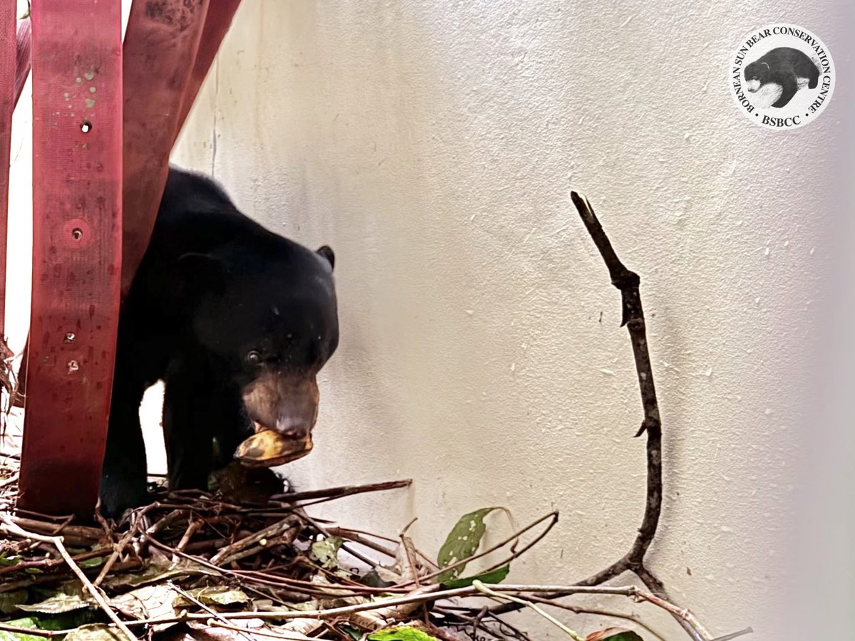 【Rescue No.72】

Wira / ウィラ (♂)

2026年2月11日に6歳のオスがBSBCCにやってきました
2023年に州立の動物園に保護されましたが、保護背景は不明で、より良い環境で過ごせるようにBSBCCへ移動しました🐻🌳

状態は健康で、現在は寝室で落ち着いている様子です