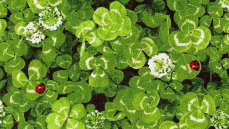 CHIMP ☘️ ⚣ tweet media