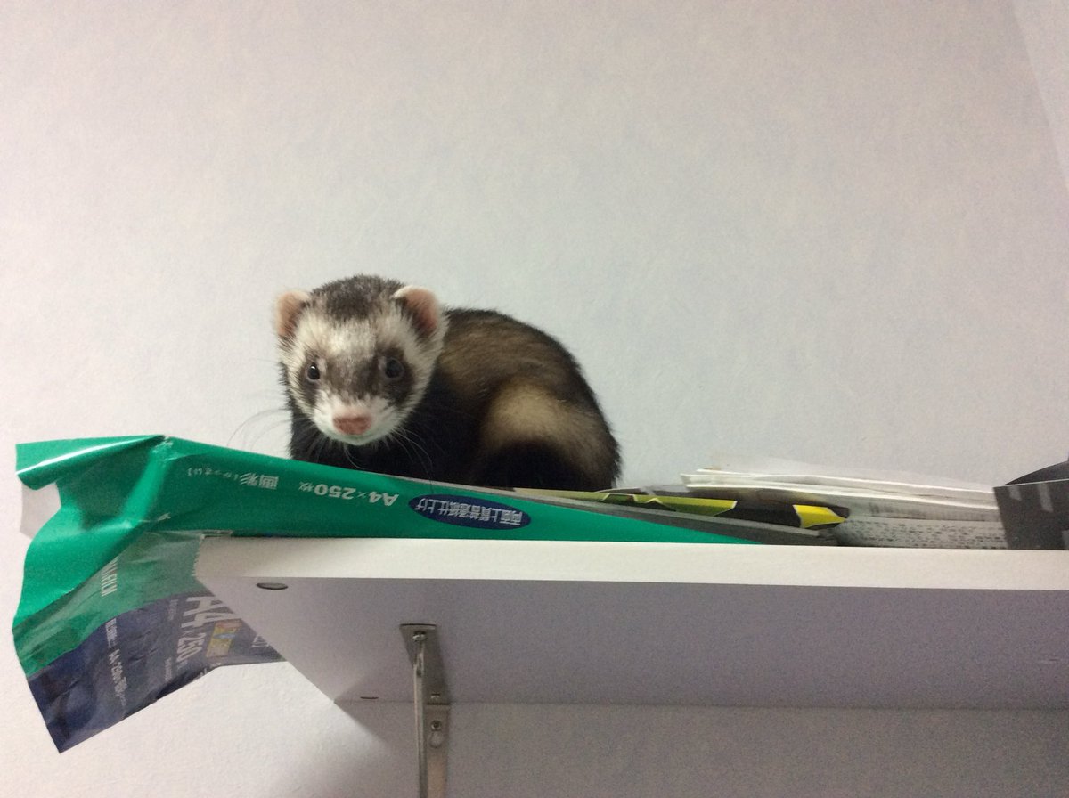 バレンタインだから棚の上から飼い主に物を落とす遊びしてるチョコレート色のフェレット置いておきますね