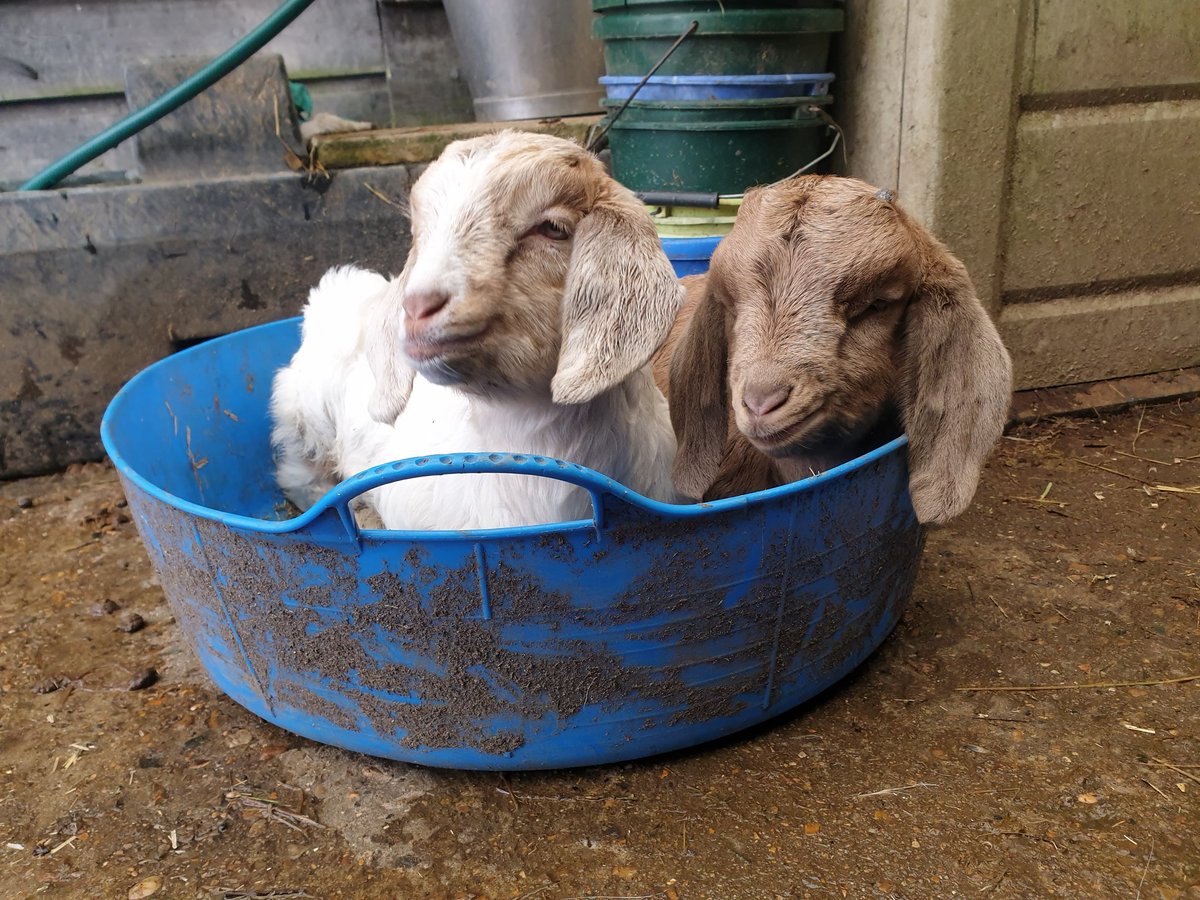 Buttercups Sanctuary For Goats tweet media