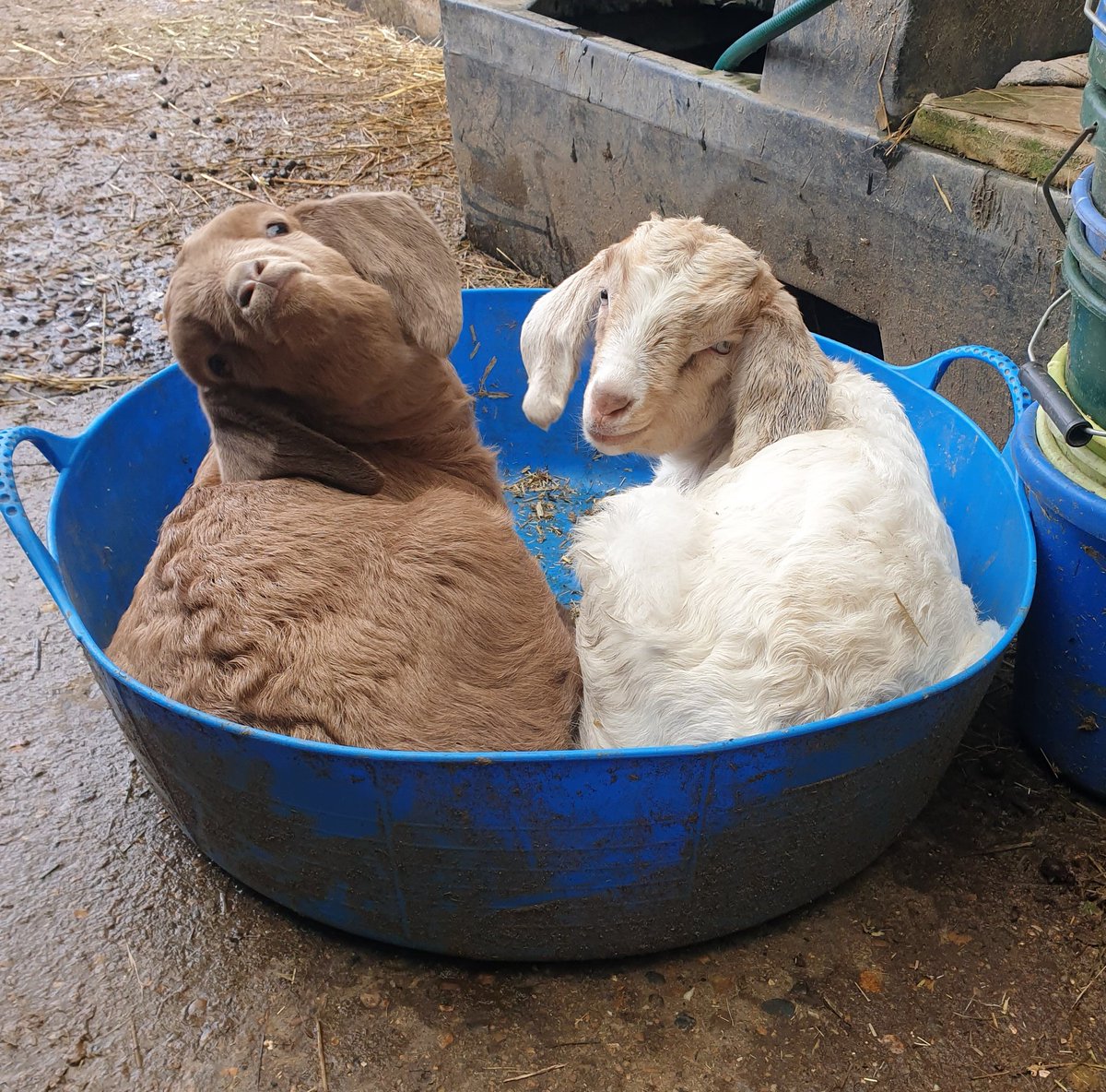 Buttercups Sanctuary For Goats tweet media