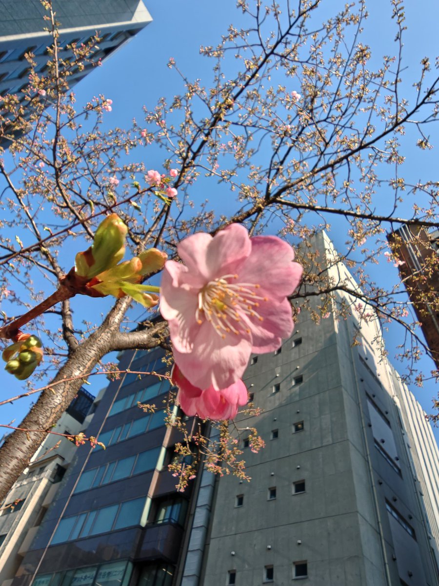 今日の渋谷。

河津桜。
春めいてきましたね🌸