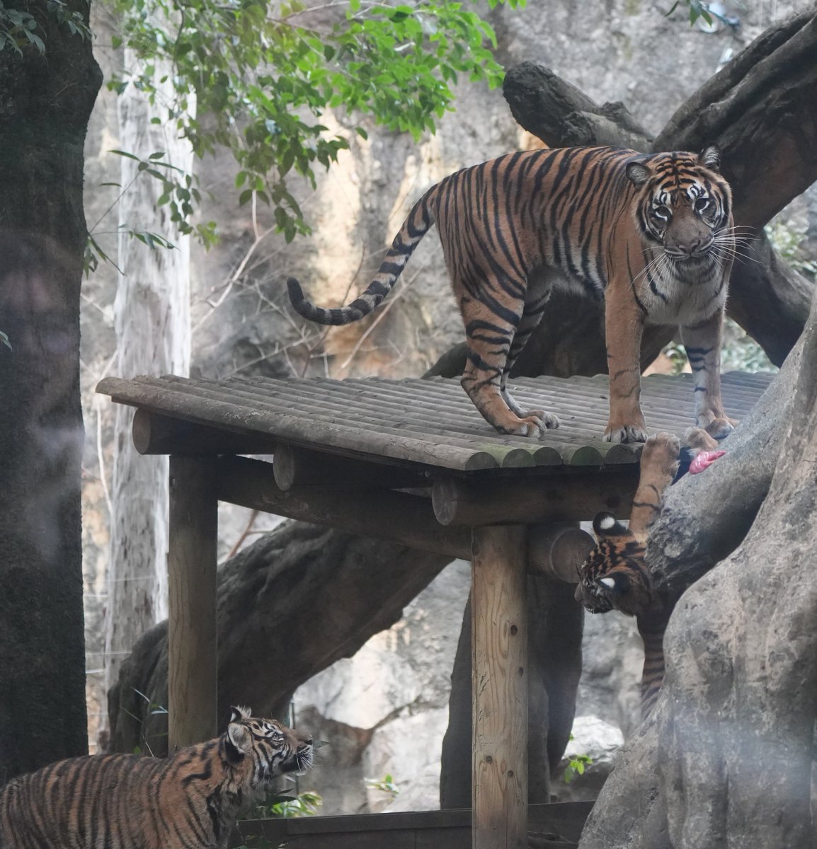 擬木のおにくをロックオンするミンちゃん #上野動物園 #スマトラトラ