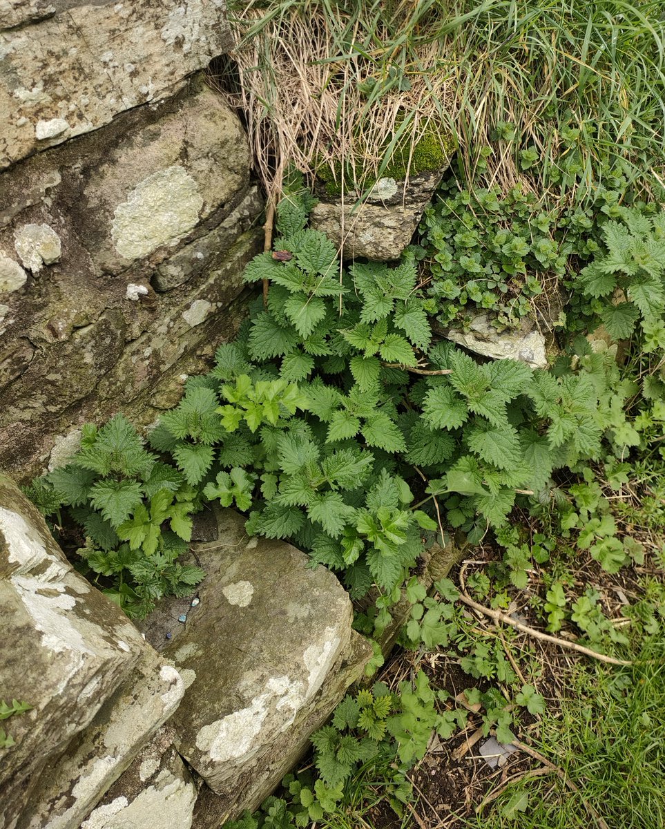Ireland's Trees & Mythology tweet media