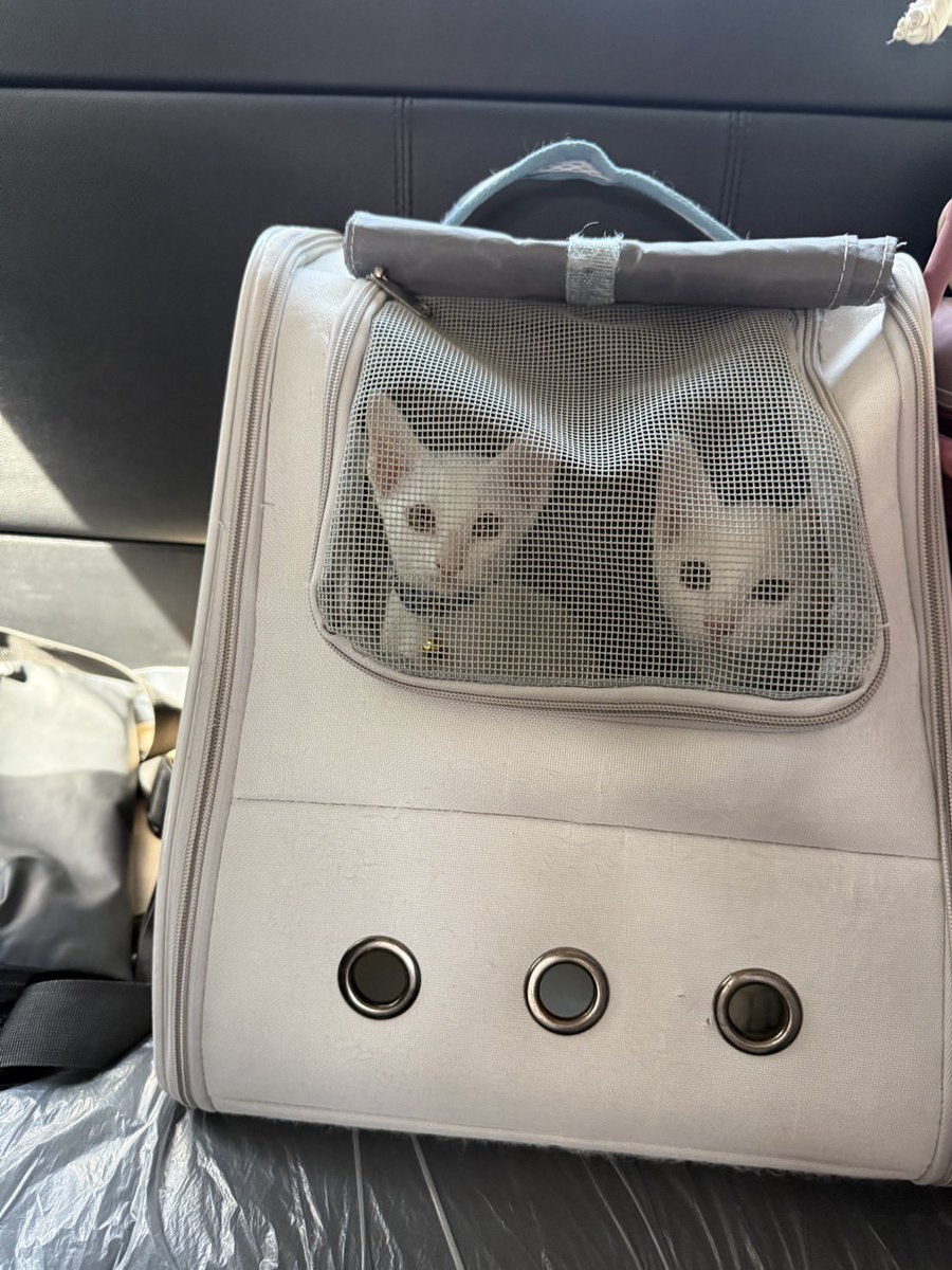 pizad_sura's tweet image. แมวขาวเดินทางถึงบ้านใหม่แล้ว จ.ชลบุรีค่า ได้ชื่อใหม่ว่ามอนิ่ง 🥺 คู่กับพี่แมวดำชื่อมิดไน้ท์ นั่งรถอ้อนนั่งตักแม่ตลอด ถ้าใส่กระเป๋าตะกร้าร้องทันที เอ็งมันอยู่เป็น ถึงบ้านแล้วก็สำรวจรัว ๆ 

ขอให้เป็นเด็กดี มีชีวิตที่ดีต่อจากนี้ไปนะลูก ไม่ลำบากแล้ว 😭😭

@bfbaifernnn @yyrchlee