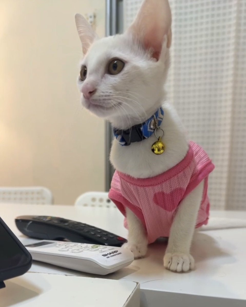 pizad_sura's tweet image. แมวขาวเดินทางถึงบ้านใหม่แล้ว จ.ชลบุรีค่า ได้ชื่อใหม่ว่ามอนิ่ง 🥺 คู่กับพี่แมวดำชื่อมิดไน้ท์ นั่งรถอ้อนนั่งตักแม่ตลอด ถ้าใส่กระเป๋าตะกร้าร้องทันที เอ็งมันอยู่เป็น ถึงบ้านแล้วก็สำรวจรัว ๆ 

ขอให้เป็นเด็กดี มีชีวิตที่ดีต่อจากนี้ไปนะลูก ไม่ลำบากแล้ว 😭😭

@bfbaifernnn @yyrchlee