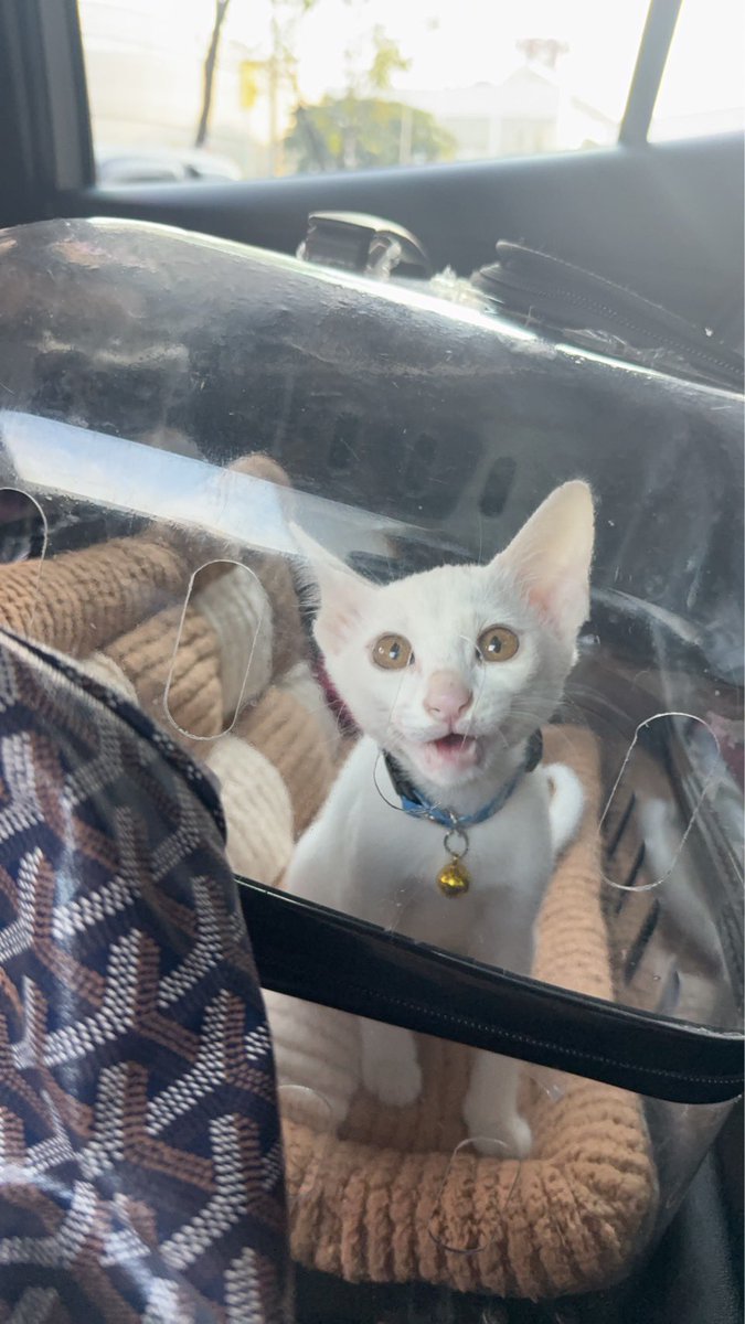 pizad_sura's tweet image. แมวขาวเดินทางถึงบ้านใหม่แล้ว จ.ชลบุรีค่า ได้ชื่อใหม่ว่ามอนิ่ง 🥺 คู่กับพี่แมวดำชื่อมิดไน้ท์ นั่งรถอ้อนนั่งตักแม่ตลอด ถ้าใส่กระเป๋าตะกร้าร้องทันที เอ็งมันอยู่เป็น ถึงบ้านแล้วก็สำรวจรัว ๆ 

ขอให้เป็นเด็กดี มีชีวิตที่ดีต่อจากนี้ไปนะลูก ไม่ลำบากแล้ว 😭😭

@bfbaifernnn @yyrchlee