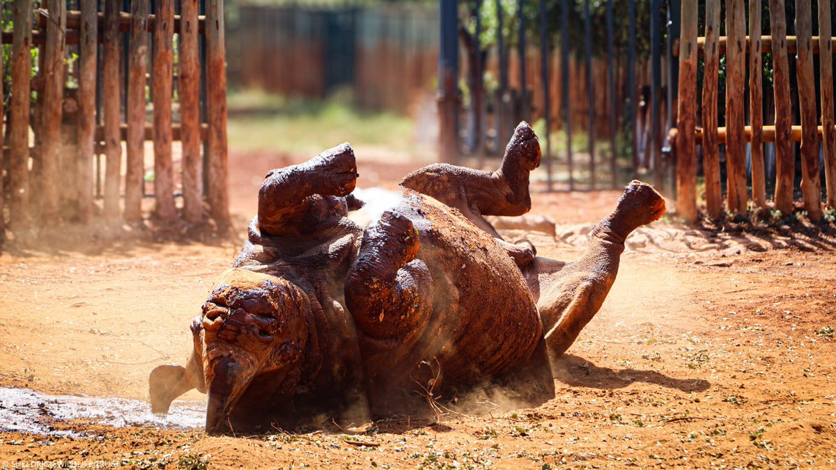 Twenty years ago, our Keepers heard a rhino calf crying in the Nairobi National Park forest.

They found him running in circles, completely blind, with no sign of his mother. She was never found. Surgery couldn't restore his sight – a congenital condition had taken it