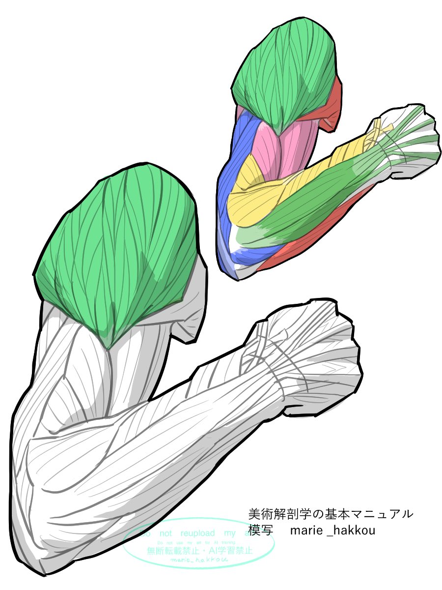 まりーむ@筋肉の絵描き (@marie_hakkou) / Posts / X