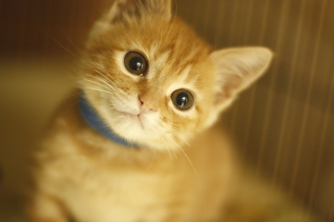 にゃー(飼い猫) (@Fl7m5NyhLHBzLcv) / Posts / X