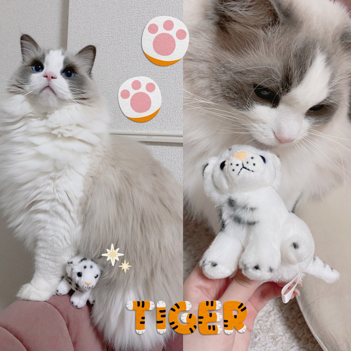 ホワイトタイガー見に行ってきた！かっこいいし可愛かった💘めちゃ